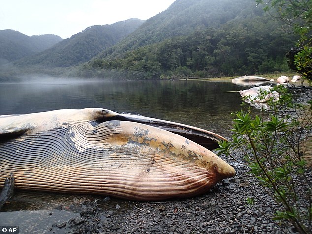 (تصاویر) جسد نهنگ‌های عظیم‌الجثه در شیلی