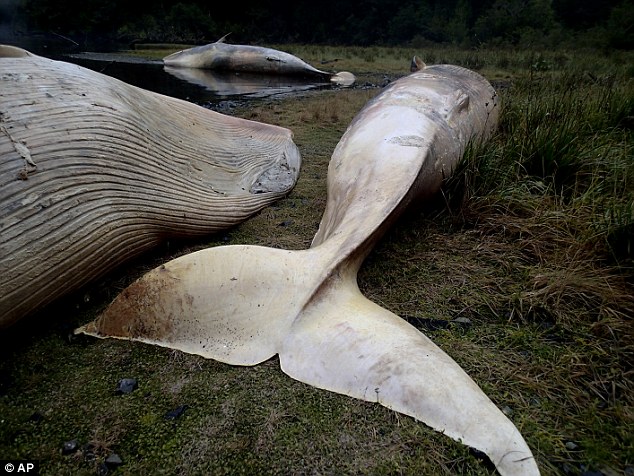 (تصاویر) جسد نهنگ‌های عظیم‌الجثه در شیلی