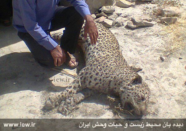 (تصاویر) مرگ یک پلنگ ایرانی در فارس