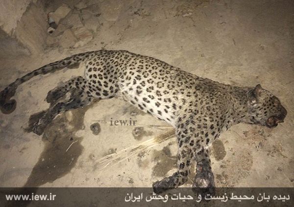 (تصاویر) مرگ یک پلنگ ایرانی در فارس