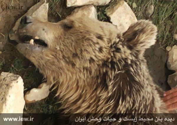 (تصاویر) قتل وحشیانه خرس قهوه‌ای در کرمانشاه