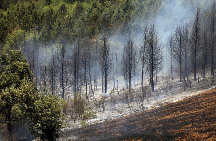(تصاویر) آتش‌سوزی در جنگل‌های گرگان