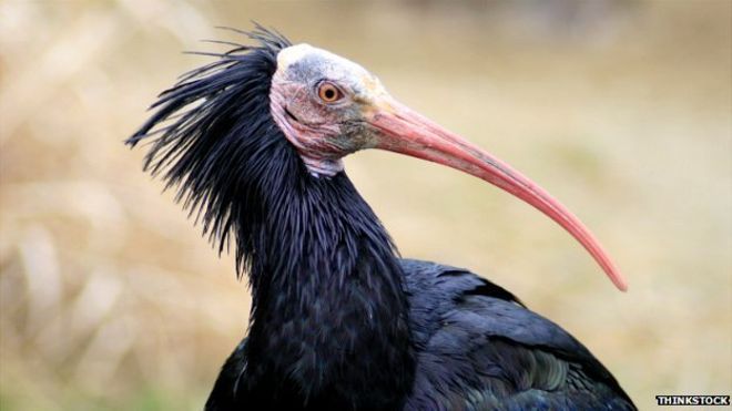 احتمال انقراض یک پرنده به خاطر حضور داعش