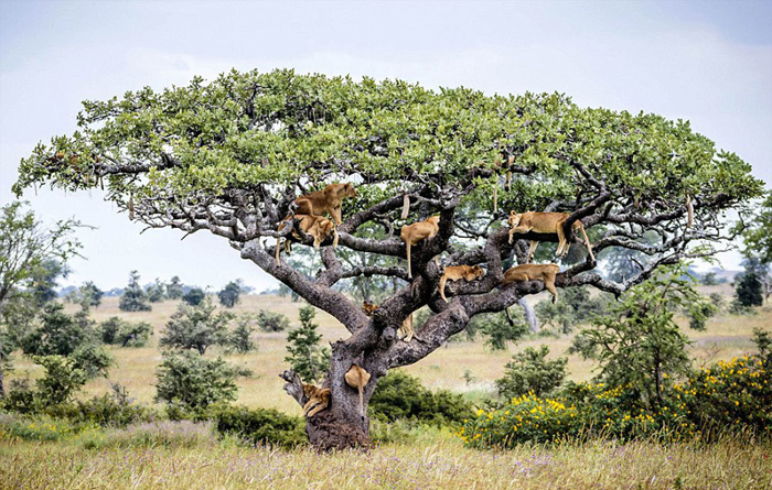 (تصاویر) 15 شیر بالای یک درخت!