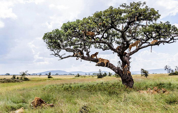 (تصاویر) 15 شیر بالای یک درخت!