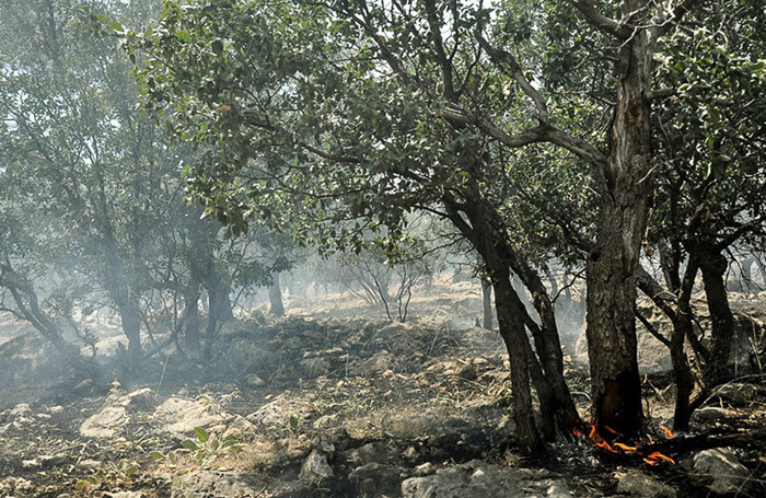 (تصاویر) آتش سوزی در جنگل های ایلام