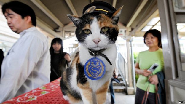 مرگ گربه‌‌ای که رییس ایستگاه قطار بود +(تصاویر)