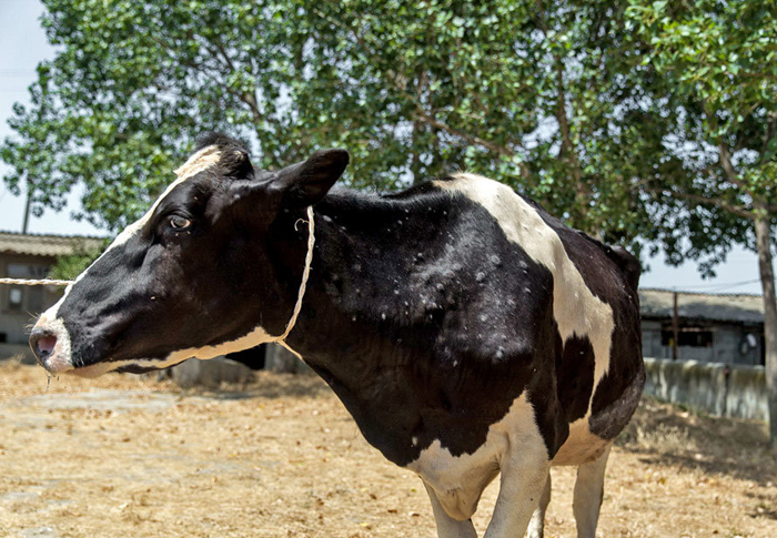 (تصاویر) شیوع آبله گاوی در مازندران