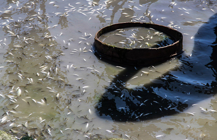 (تصاویر) مرگ ماهی‌های زاینده رود