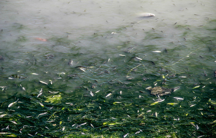 (تصاویر) مرگ ماهی‌های زاینده رود