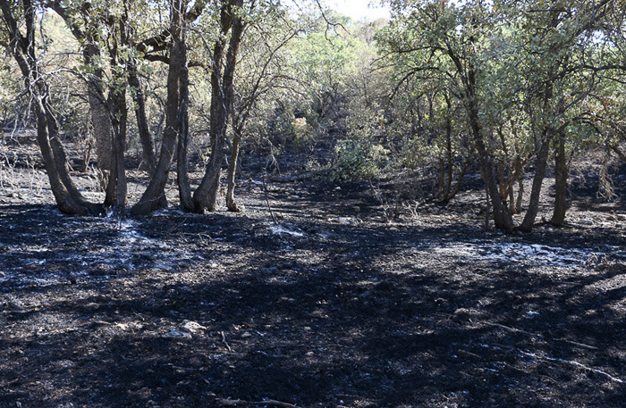 (تصاویر) حریق در جنگل راه مالی - یاسوج