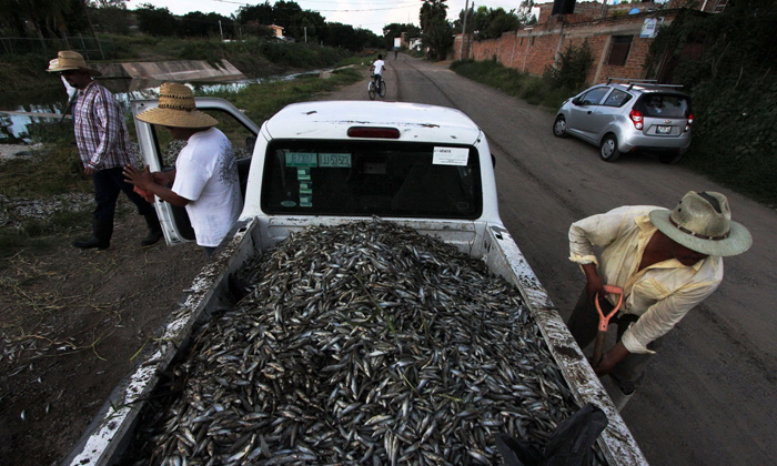 (تصاویر) مرگ ملیون‌ها ماهی در مکزیک