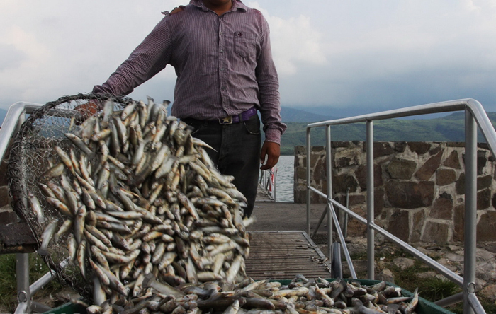 (تصاویر) مرگ ملیون‌ها ماهی در مکزیک