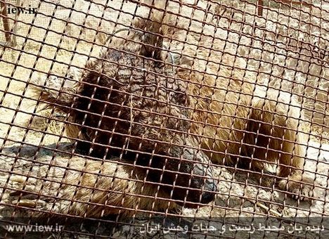 خرس قهوه‌ای به طرز بیرحمانه‌ای کشته شد +(تصاویر)