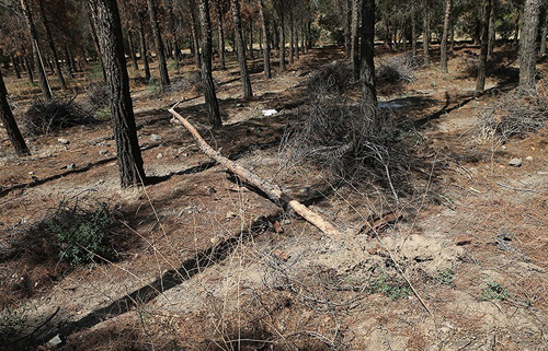 (تصاویر) درختان ورزشگاه آزادی خشک شد