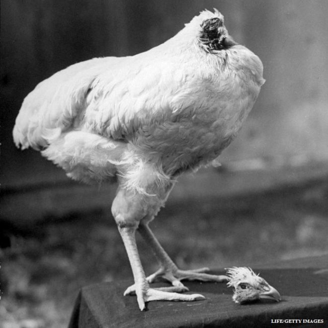 داستان مرغ سرکنده‌ای که ۱۸ ماه زنده ماند
