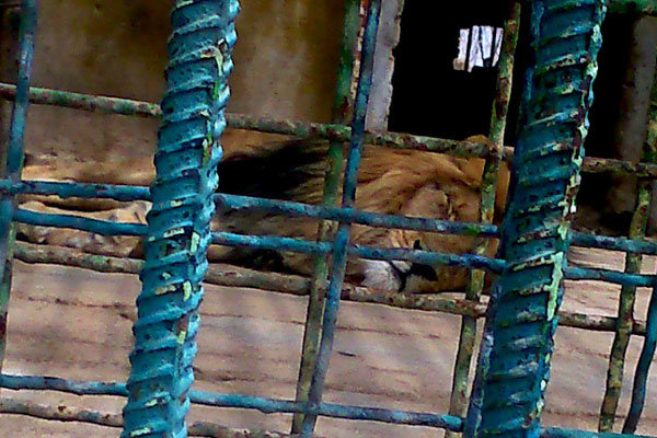 وضعیت اسفبار باغ وحش شیراز؛ حیوانات گرسنه‌اند +(تصاویر)