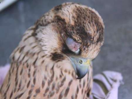 کشف 16 پرنده شکاری کمیاب با پلک دوخته شده +(تصاویر)