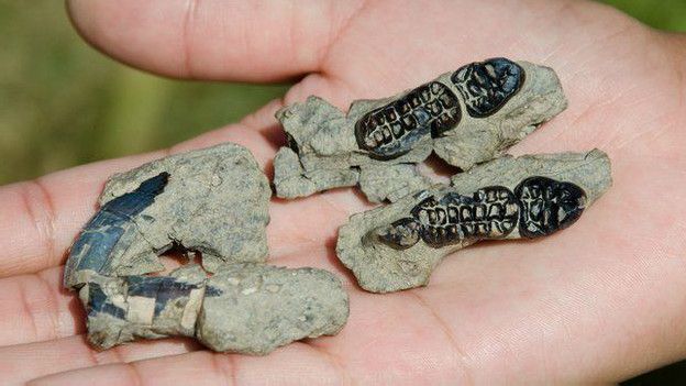 کشف پستانداری که از انقراض زمان دایناسورها جان به در برد