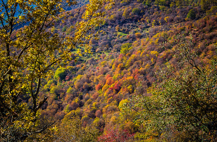 (تصاویر) پاییز طلایی جنگل ابر