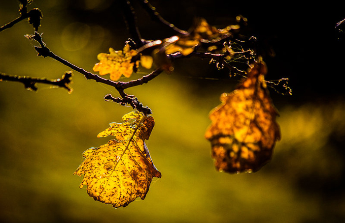 (تصاویر) پاییز طلایی جنگل ابر
