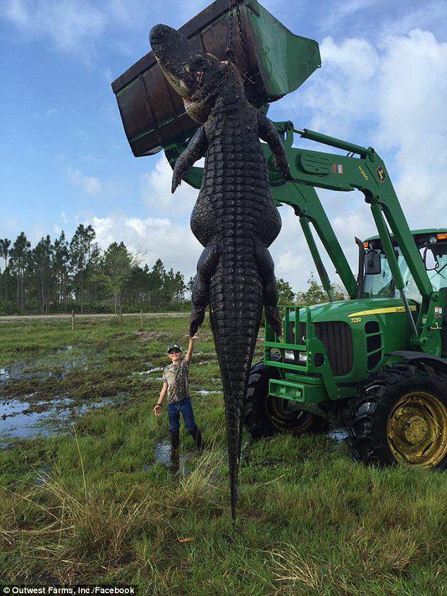 (تصاویر) شکار تمساح 5 متری در یک مزرعه