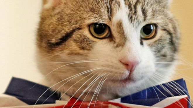 وزارت امور خارجه انگلیس برای مقابله با موش‌ها، گربه استخدام کرد