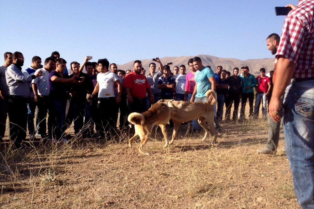 نبرد خونین سگ‌گلادیاتورها در کردان