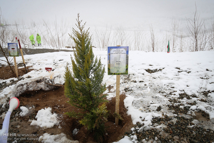 (تصاویر) درختکاری لاریجانی در کنار قالیباف