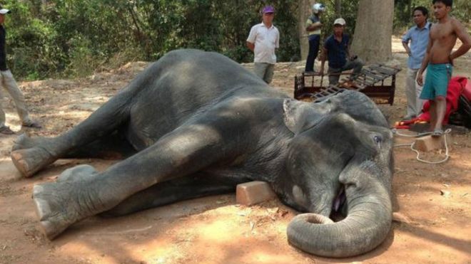 اعتراض به مرگ دردناک یک فیل