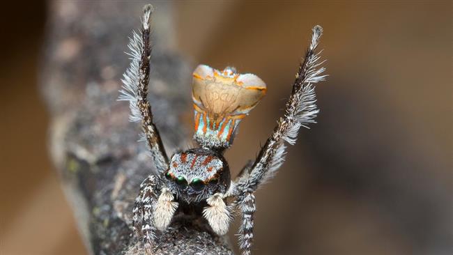 (تصاویر)عنکبوت‌های طاووسی که رفتاری مانند سگ و گربه دارند