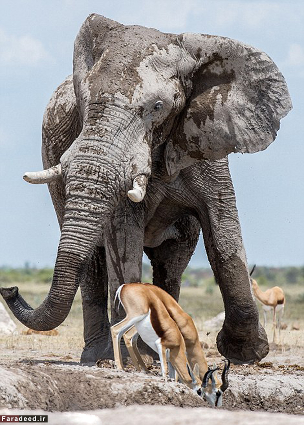 (تصاویر) فیل خودخواه و گله‌ آهو