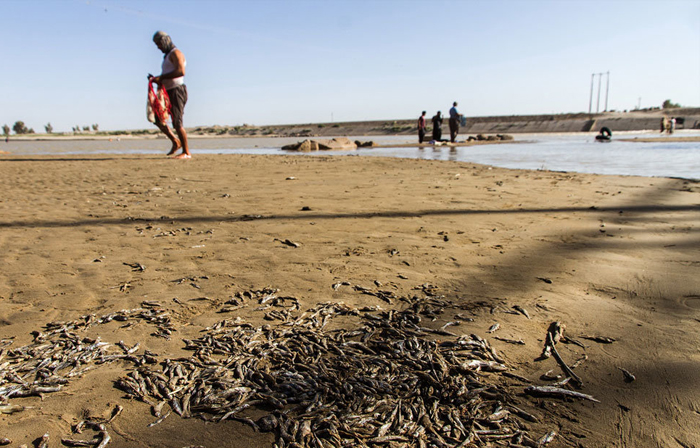 (تصاویر) مرگ هزاران ماهی در نهراب زابل