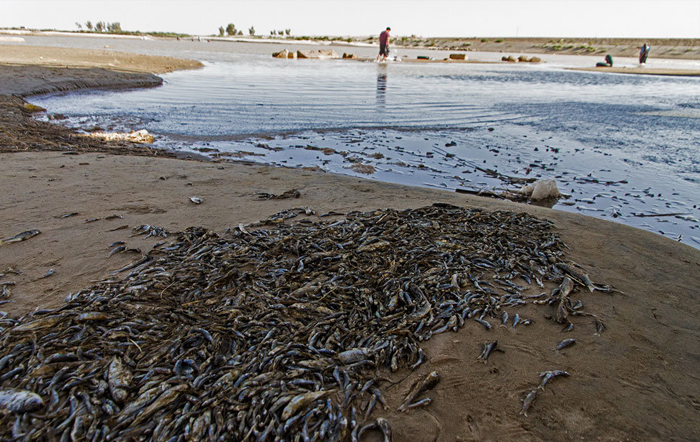 (تصاویر) مرگ هزاران ماهی در نهراب زابل