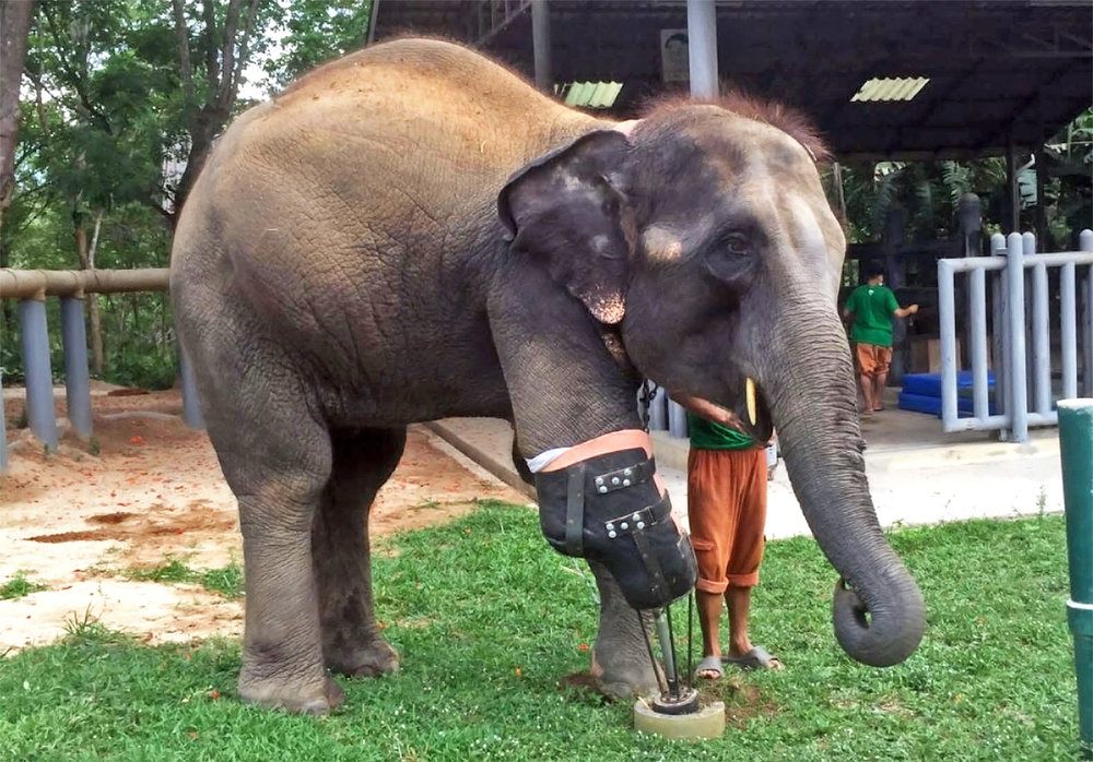 پای مصنوعی این فیل را ببینید