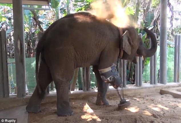 پای مصنوعی این فیل را ببینید