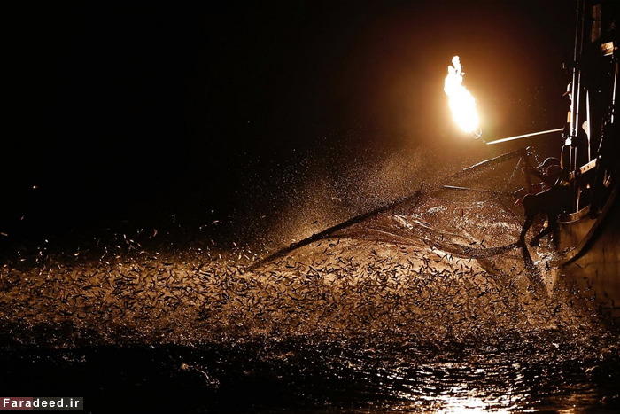 (تصاویر) صید ماهی با شعله‌های آتش!