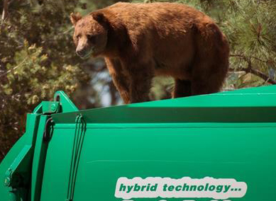 سفر 8 کیلومتری خرس قهوه‌ای با ماشین حمل زباله!