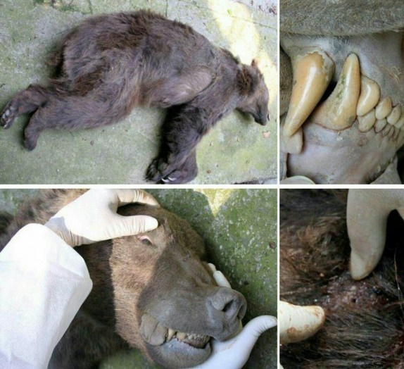 کشته‌شدن خرس قهوه‌ای اینبار در گرگان