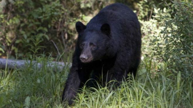 جنجال شکار خرس با نیزه در کانادا