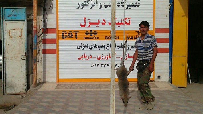 (تصویر)شکار موش 27 کیلویی در بوشهر