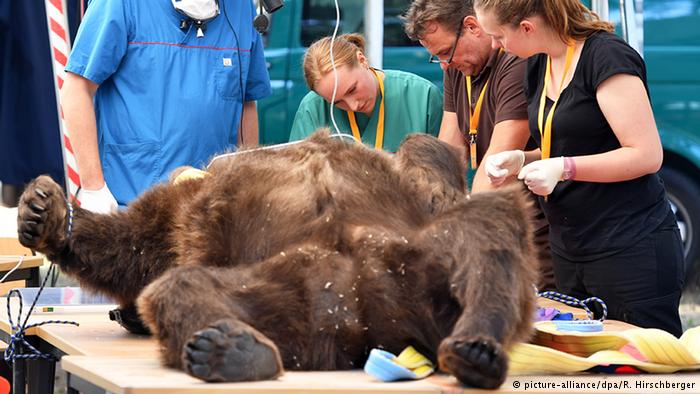 (تصاویر) عمل جراحی دندان خرس ۲۵۰ کیلویی