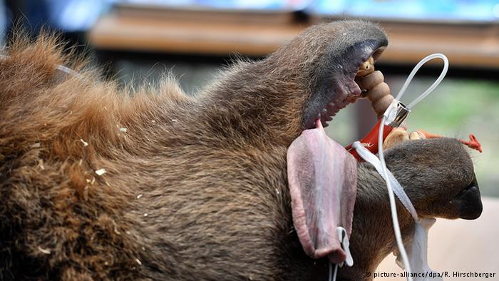 (تصاویر) عمل جراحی دندان خرس ۲۵۰ کیلویی