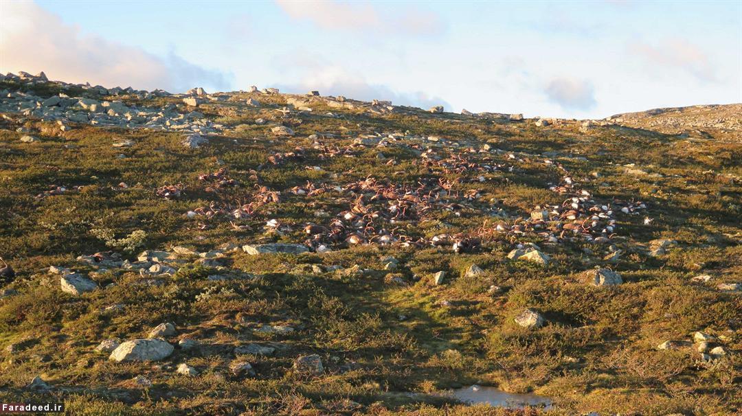 (تصویر) صاعقه در نروژ صدها گوزن را کشت