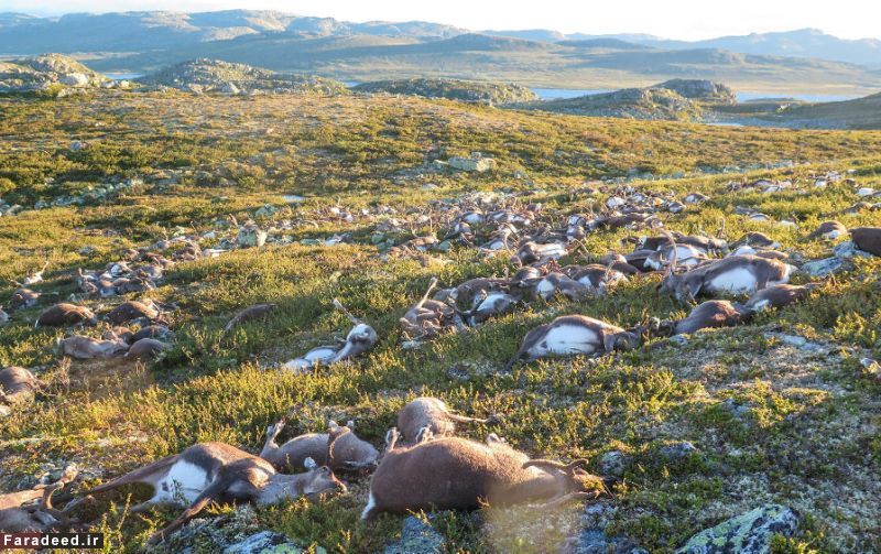 (تصویر) صاعقه در نروژ صدها گوزن را کشت
