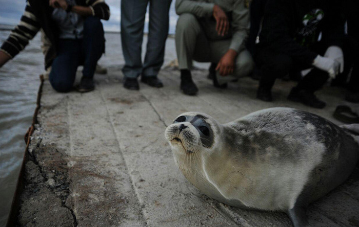 (تصاویر) رهاسازی فک در دریای خزر