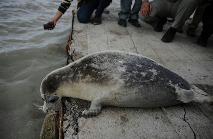 (تصاویر) رهاسازی فک در دریای خزر