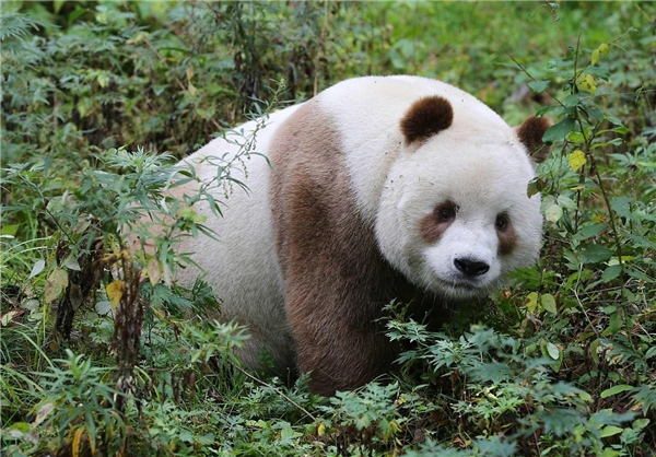 (تصویر) تنها خرس سفید قهوه‌ای جهان