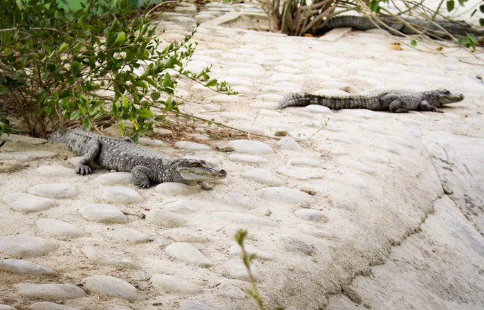 (تصاویر) پرورش گونه نادر تمساح در چابهار
