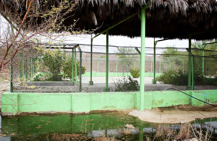 (تصاویر) پرورش گونه نادر تمساح در چابهار